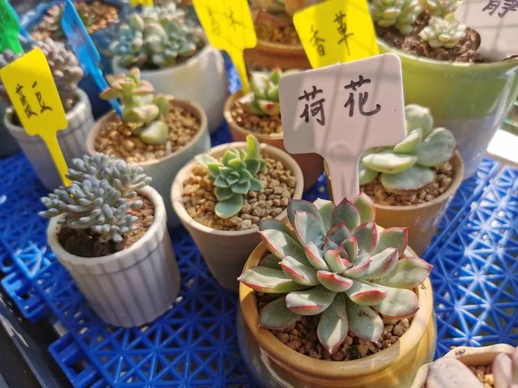 不死鸟多肉可以放在卧室吗 ab23861cf7fb4a908afa9a9dad58e855.jpeg