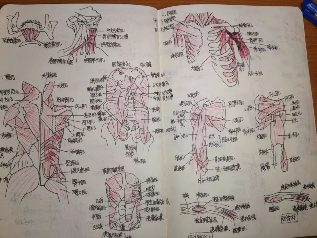 护理学191班 田露《人体形态学》 不仅运用配色清楚地划出笔记重点