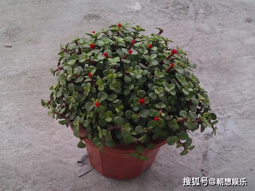 怎么养金枝玉叶才能养好 b0e588d0667a40b5ac58341e4356e360.jpeg