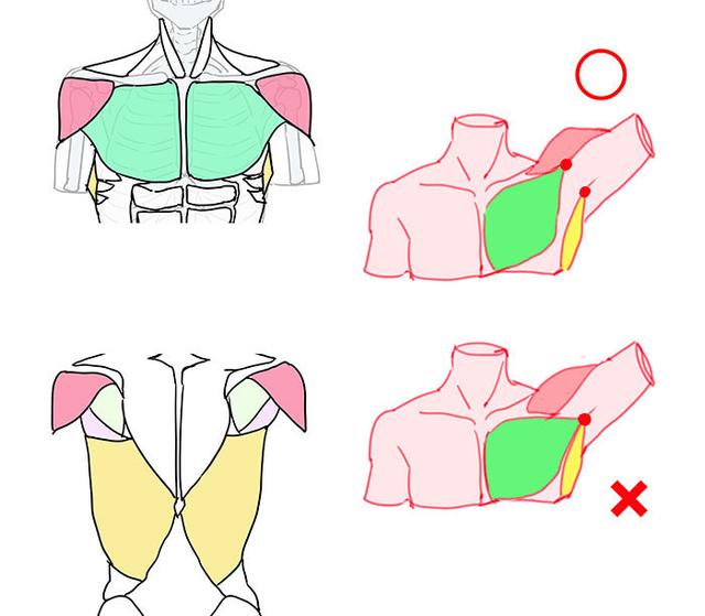 圈重点这个要考超详细讲解人体结构绘画技巧与人体肌肉分部画法