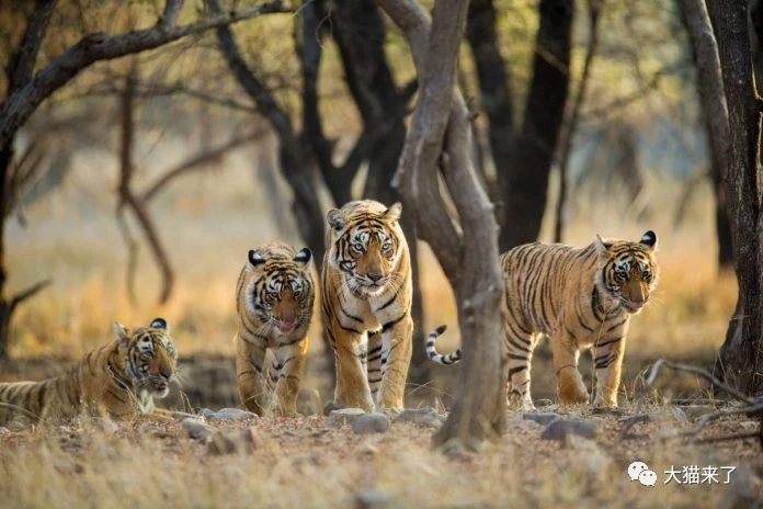 原创4只老虎被毒死后,又现老虎一家6口散步画面,谁能忍心伤害它们?
