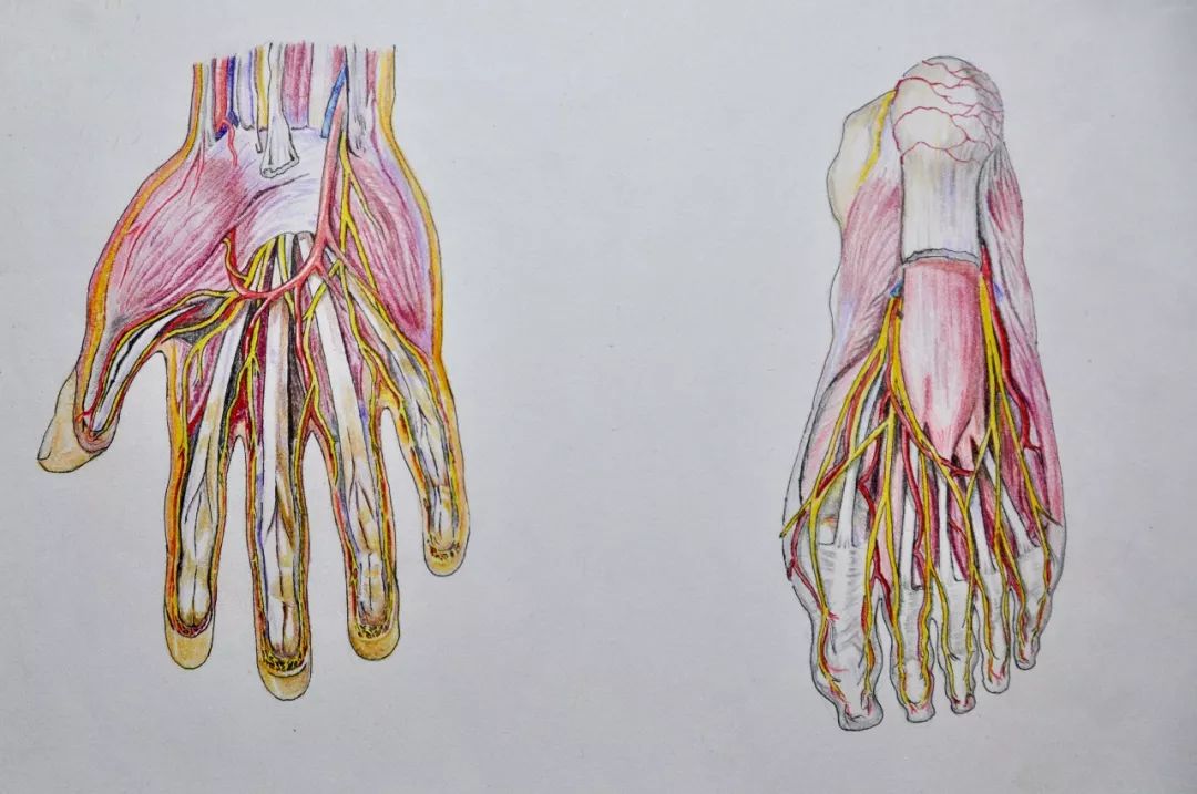 人体解剖图见过吗?精细到血管的!丽院学生笔记本里就有