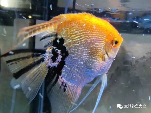 神仙鱼要和什么鱼混养才好_神仙鱼品种介绍_七彩神仙鱼要求