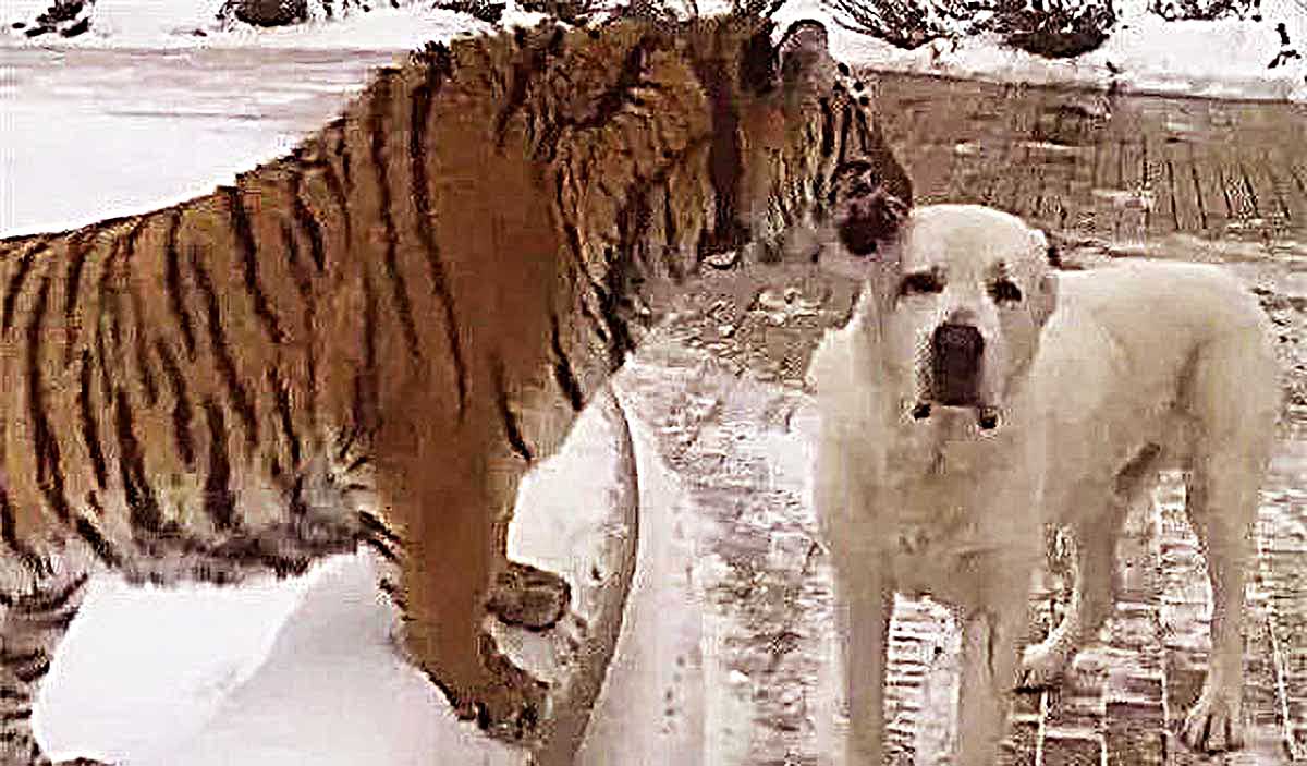 狗狗在野外救了一隻小老虎，但是當狗狗老了以後，畫風卻完全變了 寵物 第4張