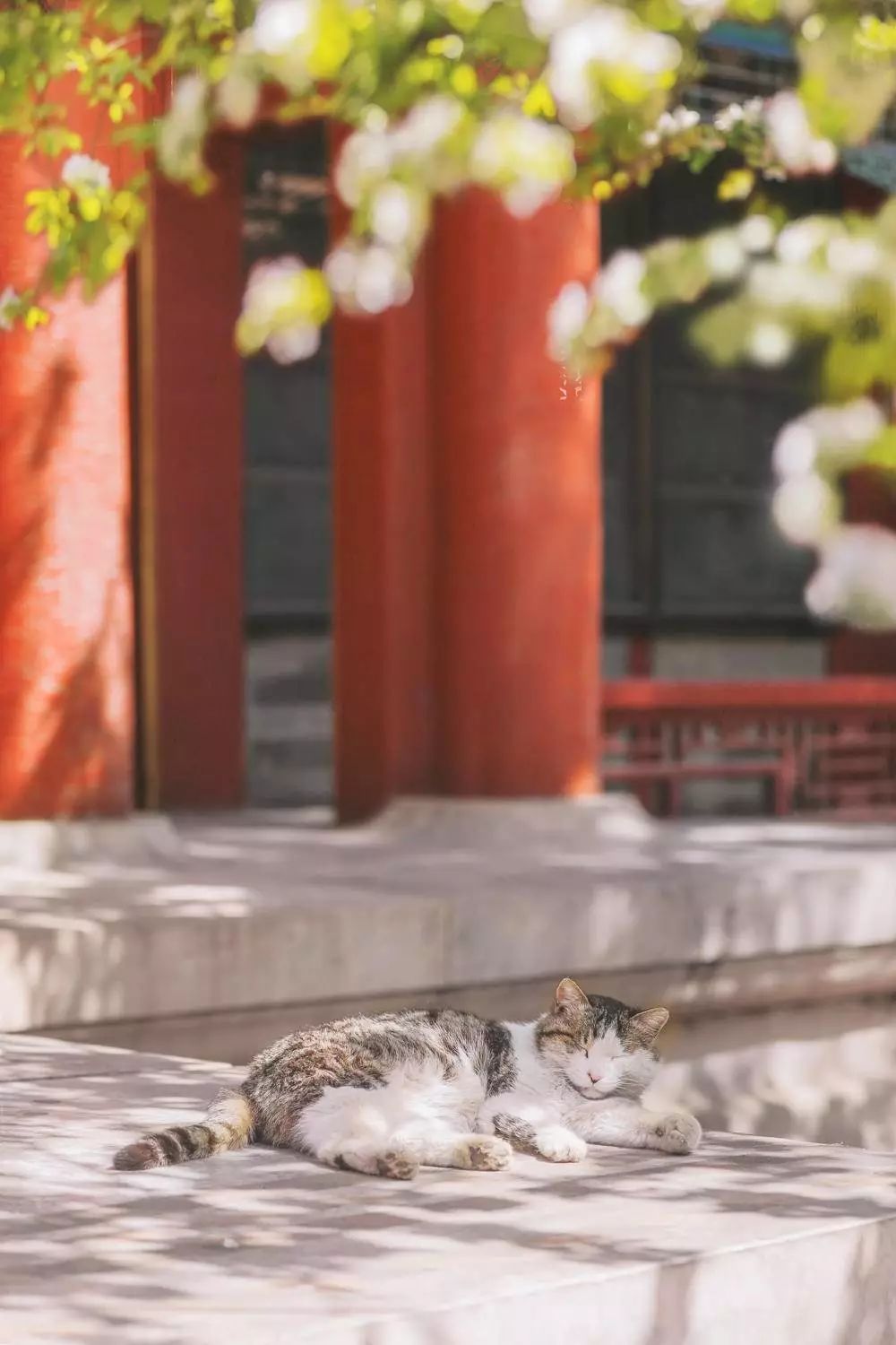 蹲守故宫3年，她拍下刷遍全网的雪景图和猫片