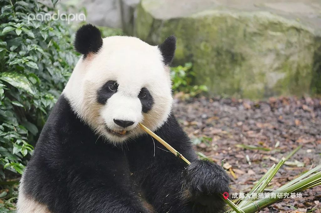 宝妹,真没想到你这小丫头居然是这种熊猫!