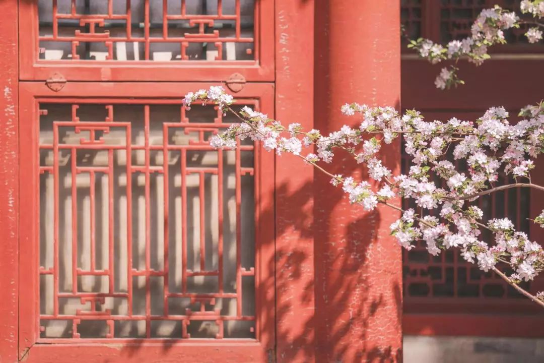 蹲守故宫3年，她拍下刷遍全网的雪景图和猫片