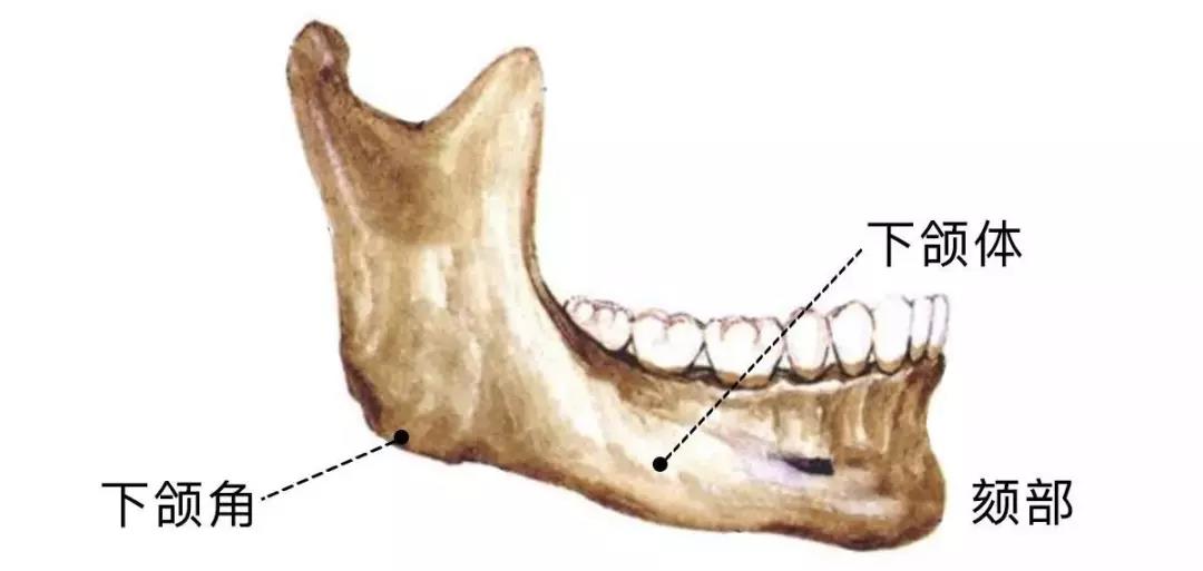 下颌角过大(高角),下颌体或颏部发育不足是没下巴的主要原因.