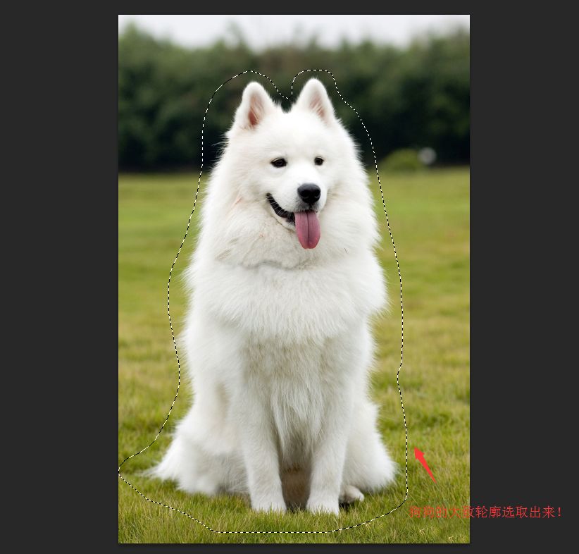PS抠图教程:详细解析如何抠出毛茸茸的小狗