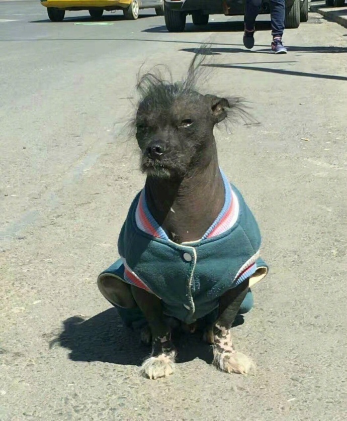 网友偶遇世界上最丑的狗,笑死了哈哈哈哈哈哈哈哈哈