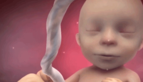 宝宝每天在肚子里做什么?几张图告诉你,活动有多丰富