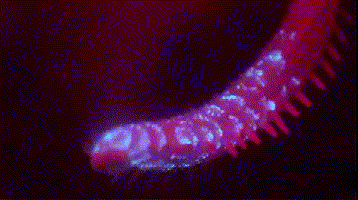 101767c3b0e044e582ce65b1a8d4f230.gif