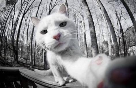 1158ad943bf14334a7b6c18fdec138bd.jpeg