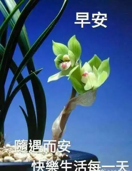 2020最新早安问候祝福表情图片带字,特别漂亮早上好问候语句子
