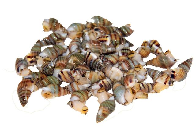 海锥它叫海锥,又名海嘴嘴,是一种极小的海 螺,壳呈螺纹状,尾部脚尖,