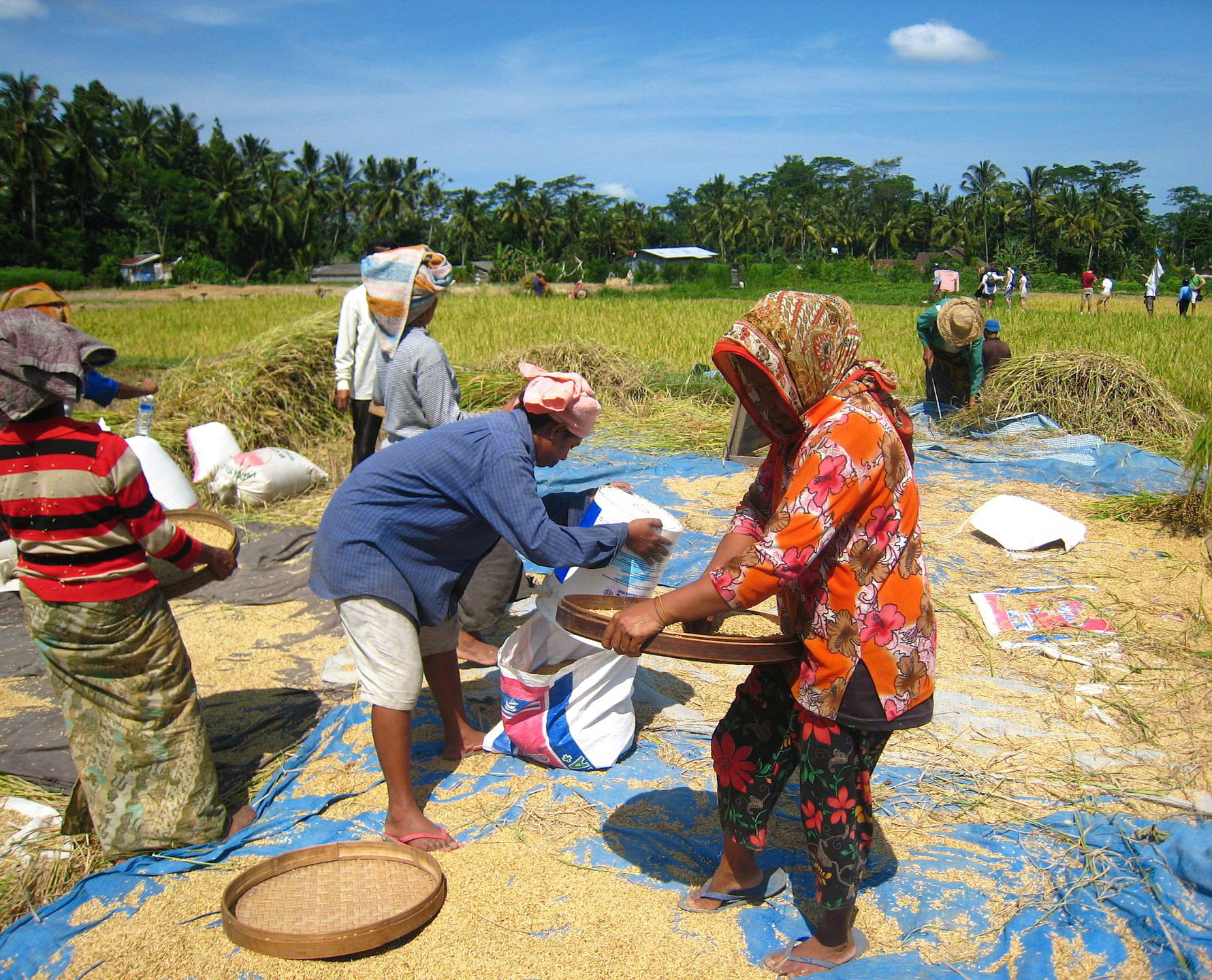 印尼靠什么养活本国2亿6800万人？| 地球知识局