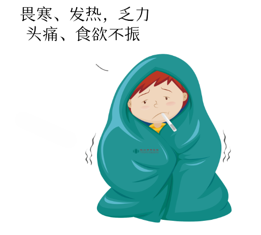 典型病人一般有畏寒、发热，可伴乏力、头痛、食欲不振等症状，之后出现