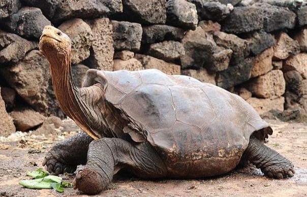 乌龟怎么繁殖后代 613b34912e764dfa8985687d552b6f3a.jpeg