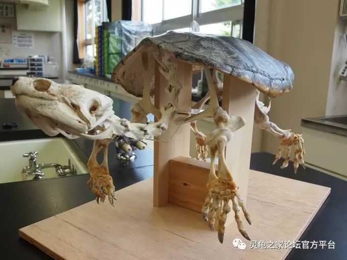 制作龟宠与爬宠的骨骼标本