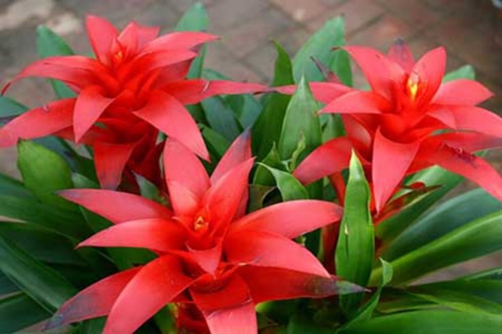 春节在家养这几种植物，寓意超好，让新的一年红红火火！_家里养的植物死了寓意