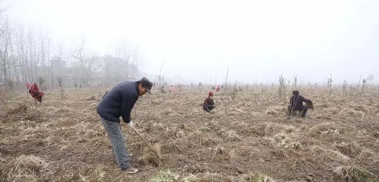 安徽利辛县有多少人口_据说这几样小吃只有咱利辛人认识,第4个我就惊呆了(2)