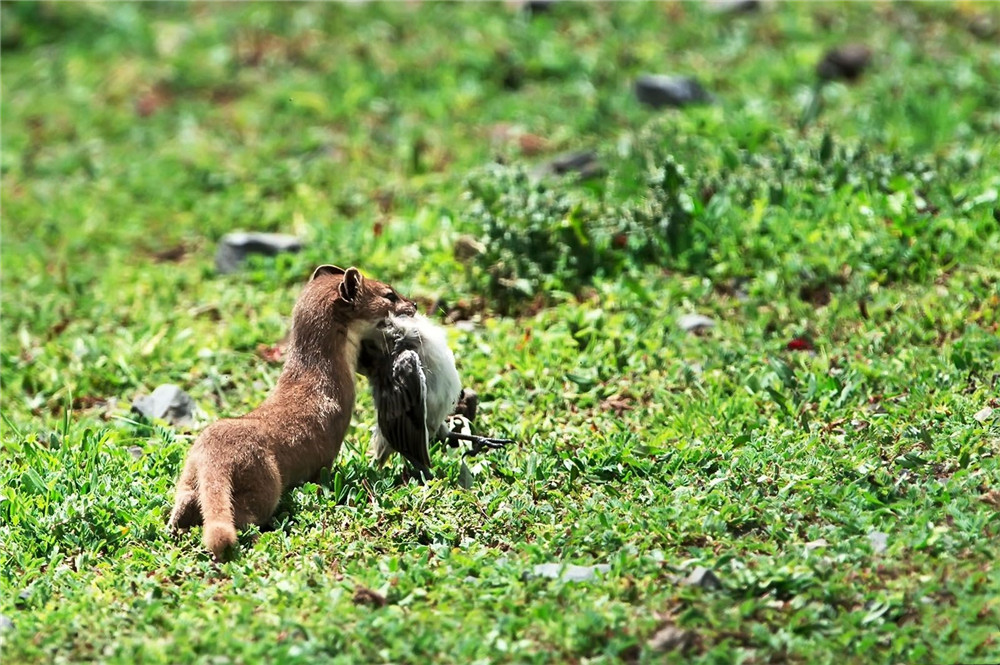三江源的「平頭哥」，每天捕6隻鼠兔，能叼走比自己大2倍的獵物 寵物 第6張
