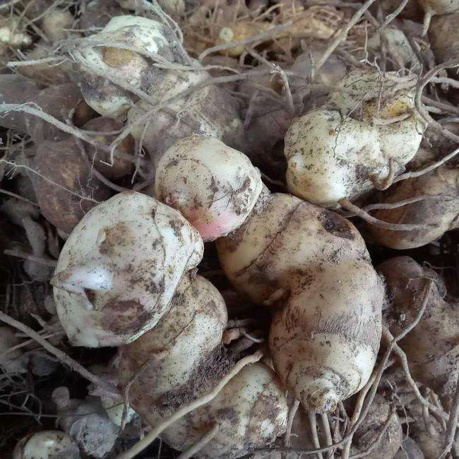 啥是黄精 841d9295933044dba762689ca1b5ccb8.jpeg