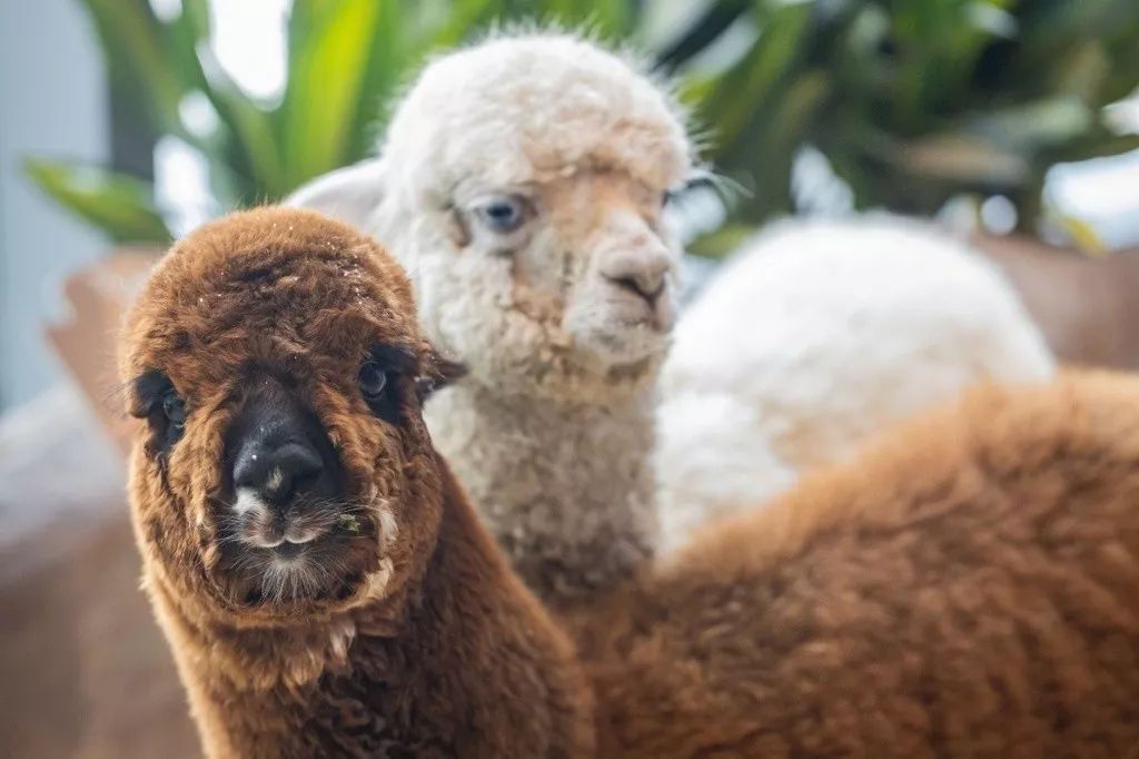 也能让小朋友们感受大自然的不同魅力 -02- 1000 只萌宠,近百种海陆空