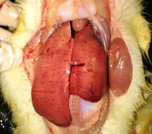 脾脏肿大坏死,心脏,肾脏,法氏囊等出血