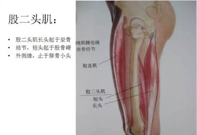 解剖必备!全身各肌肉图解(建议收藏)