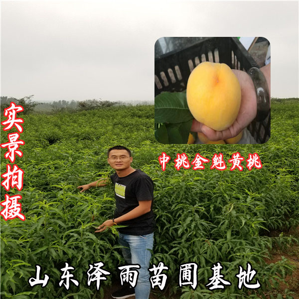 中桃金魁桃树苗y字形种植技术(黄桃品种)