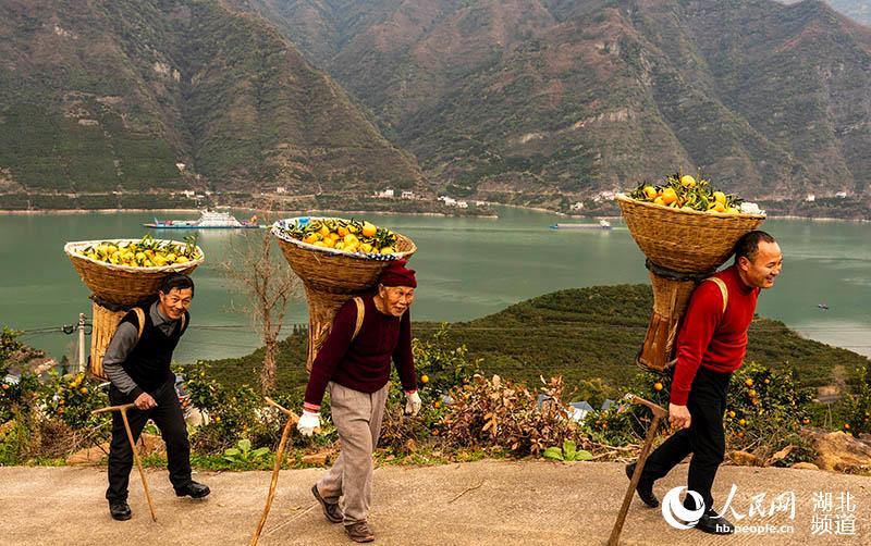 湖北秭归:农旅融合