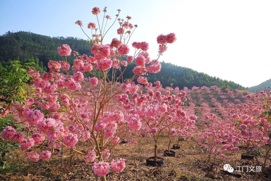 犹如编织了一个紫色的风铃.