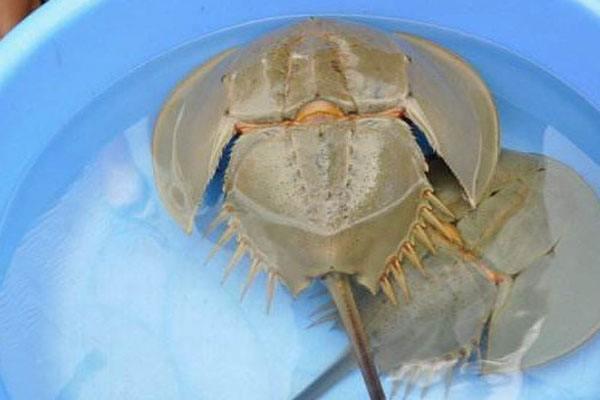 蓝色血液的鲎图片 15ac350dbfad4d97b6b97f7a52102d8b.jpeg