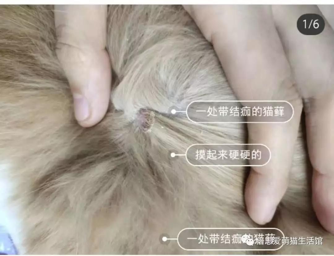 教你怎么辨别猫藓,猫长藓的治疗方法