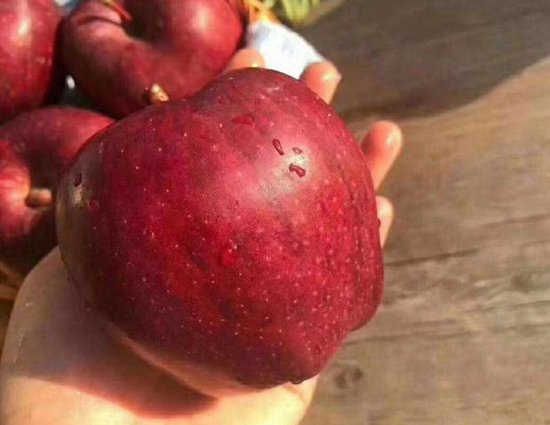 过年买苹果，果色条红、片红、全红哪种好？看完你就明白了|