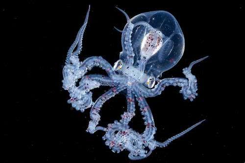 海洋各个阶层生物的色彩几乎各种深度都有发光的颜色