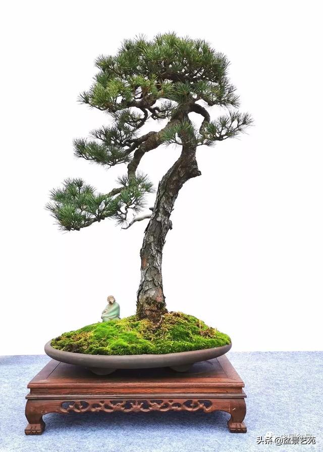瑞安市第七届盆景艺术展金奖作品欣赏