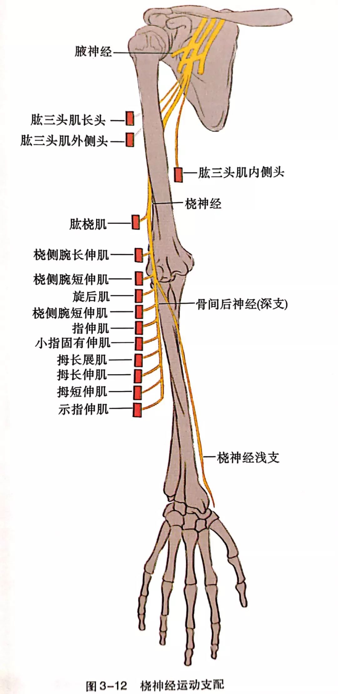 神经卡压 来自搜狐网