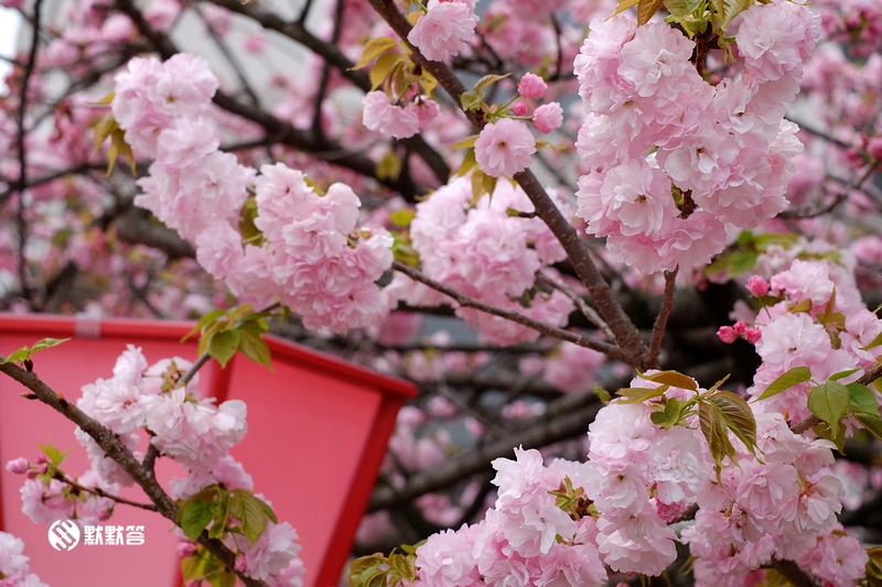 大阪限定的免费赏樱大道，漫天樱花每年仅开放一周_大坂