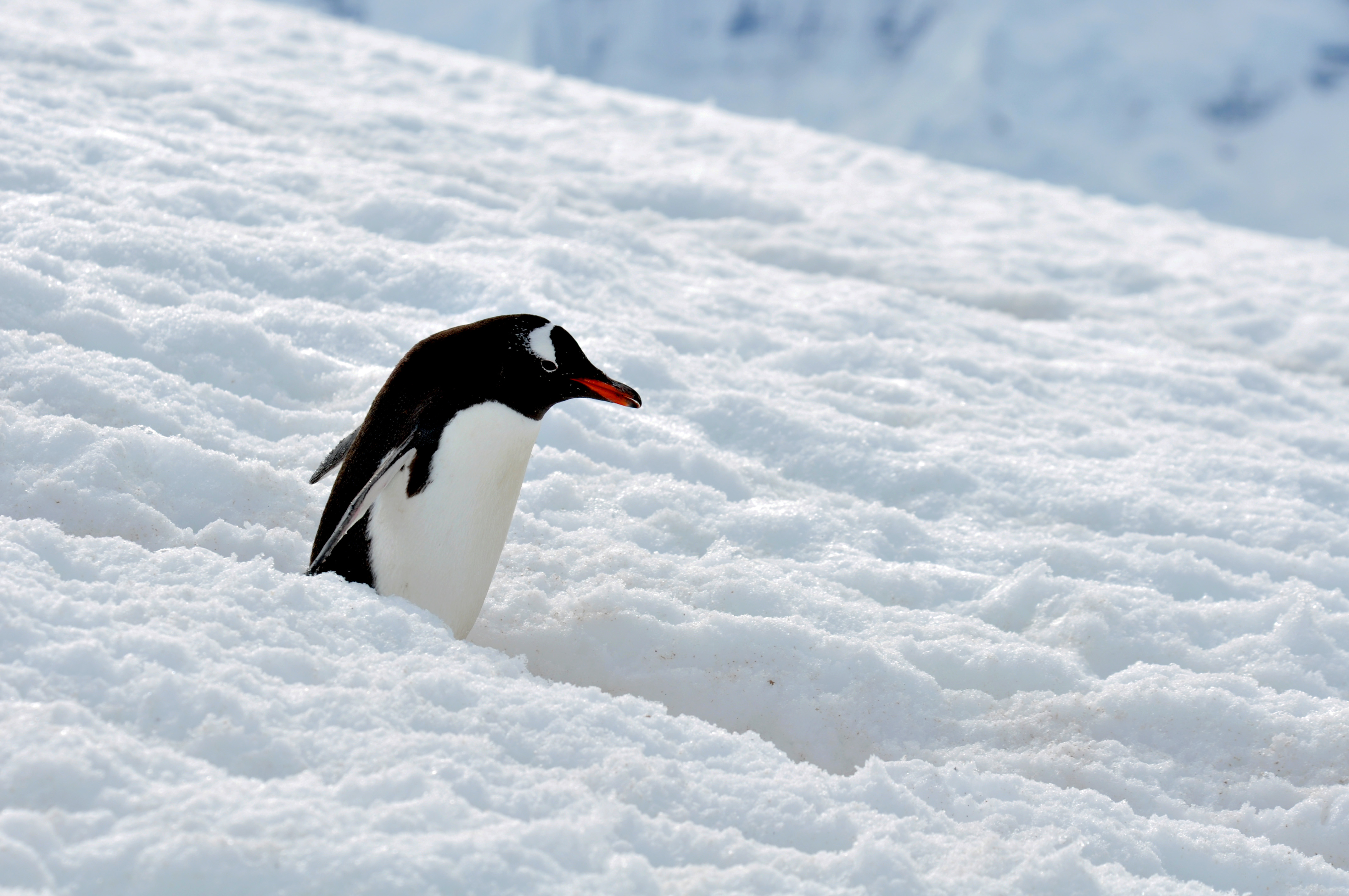 从天空飞向海洋：企鹅的演化历程与适应环境的“基因秘诀”