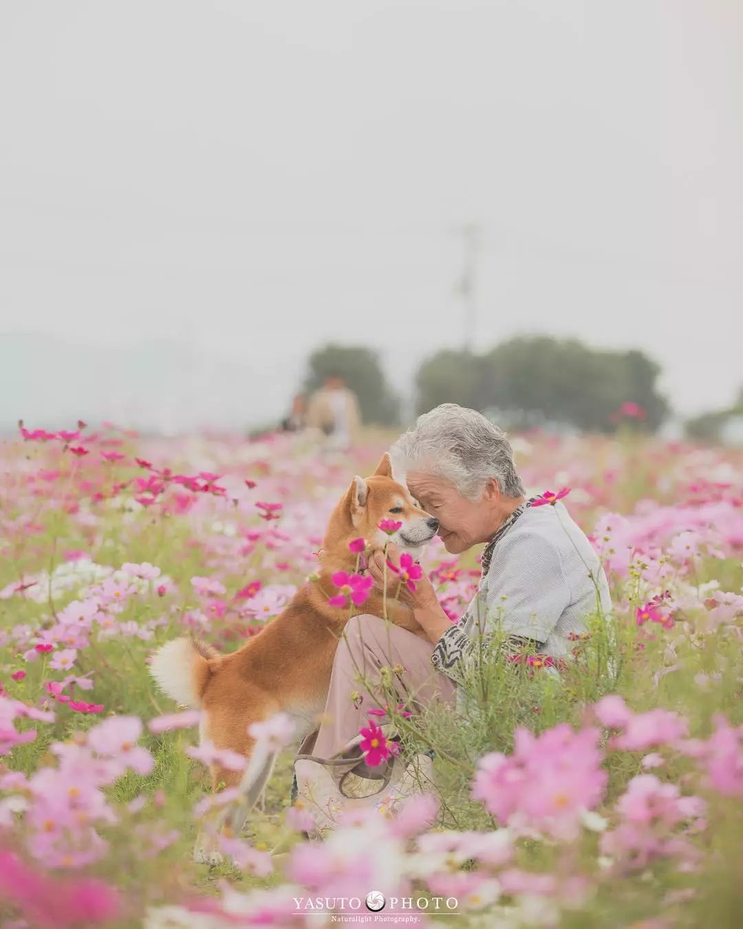 奶奶和柴犬一张照片,暖哭12万网友:岁月静好,愿时光不老