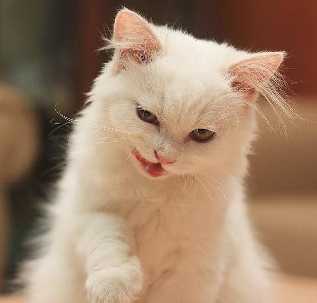 盘点波斯猫和布偶猫,两种高颜值品种猫,哪一款让你更喜欢!
