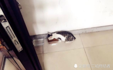 半夜流浪猫叫声不断,美女没有理睬,第二天肠子