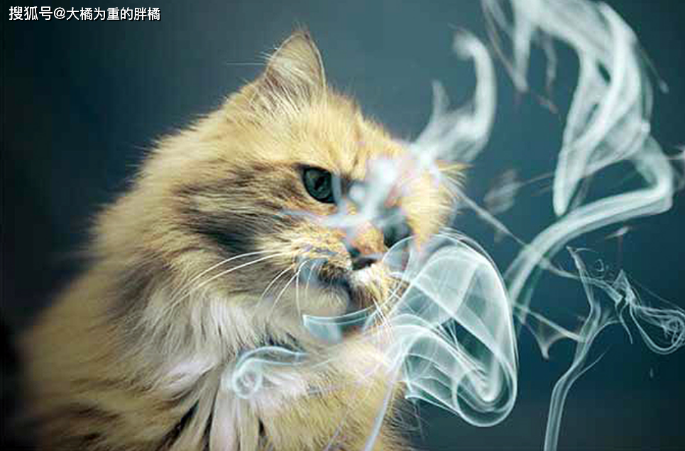 不会吸烟的猫好不好