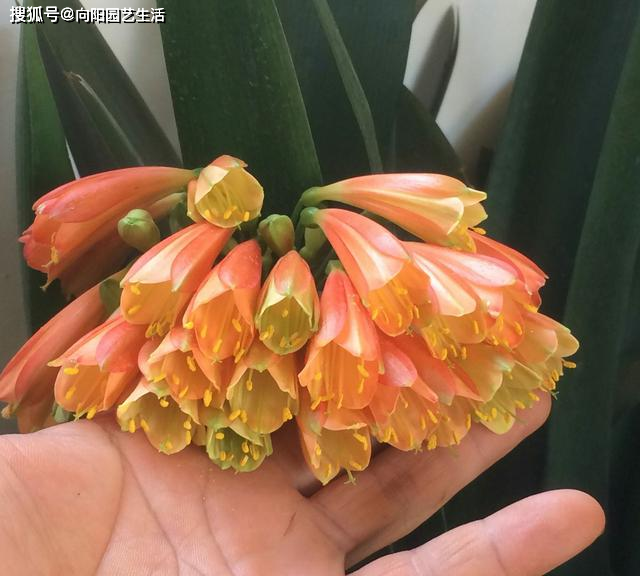 拣花好不好
