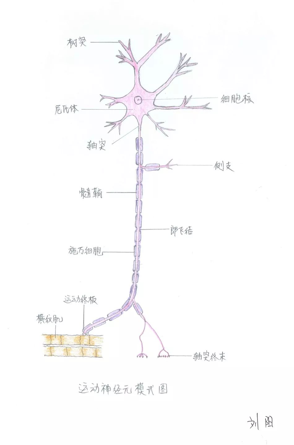 被耽误的灵魂画手!天坛医生手绘人体解剖图,看完太惊艳!