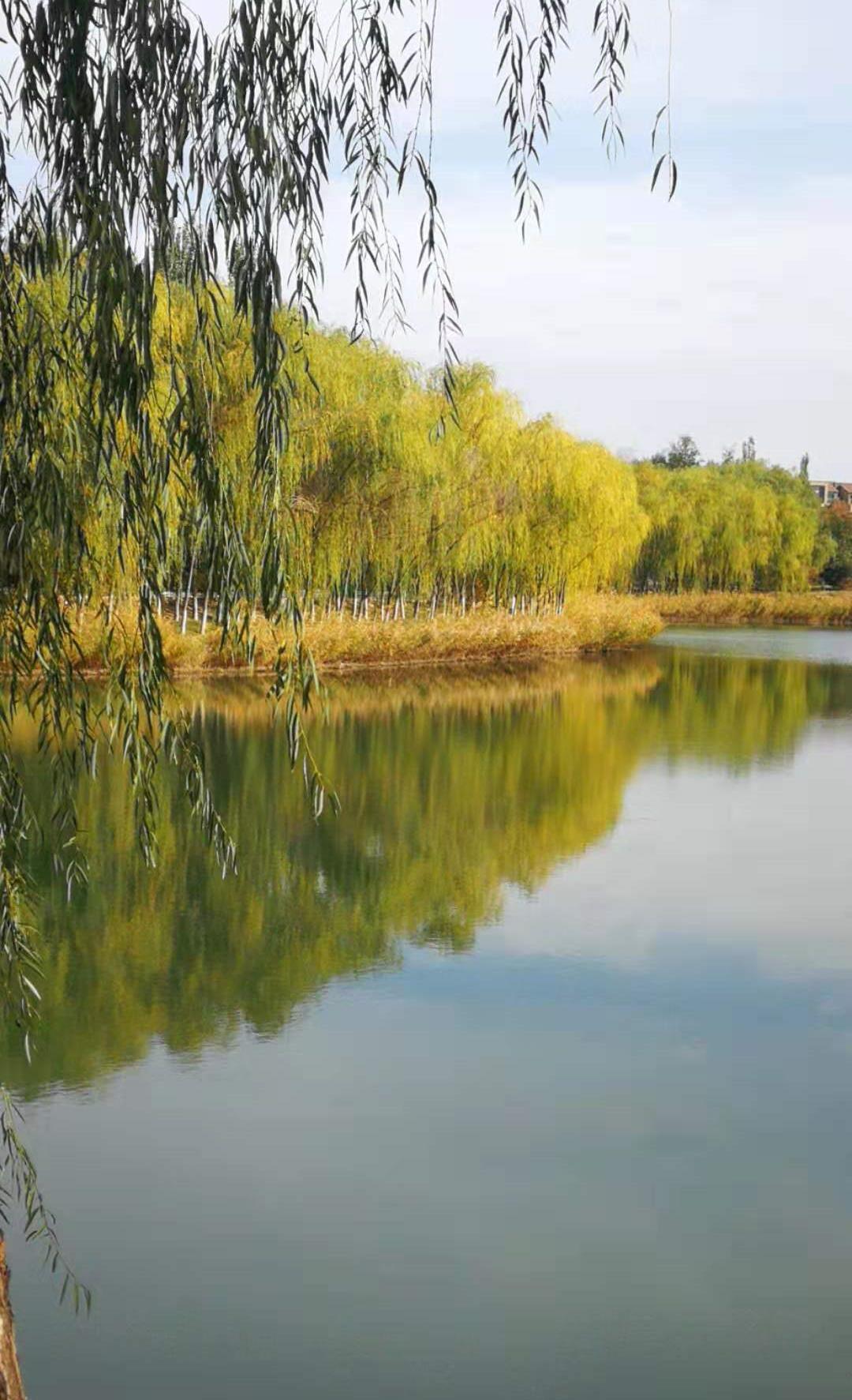 银川森林公园好风光,一步一风景!