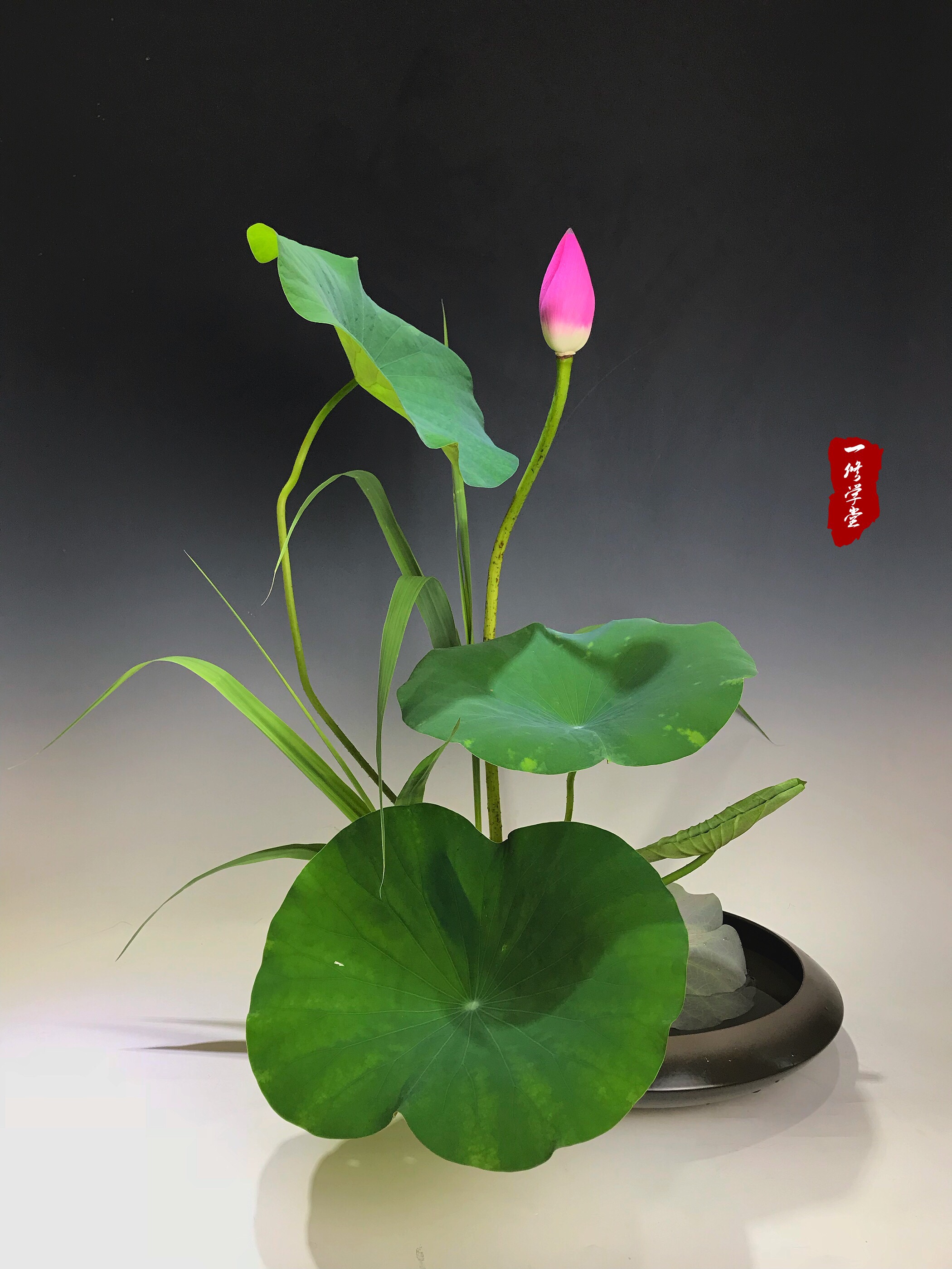 小原流入门课||花意匠开放式花型图案例 小原流入门课||花意匠开放式花型图案例