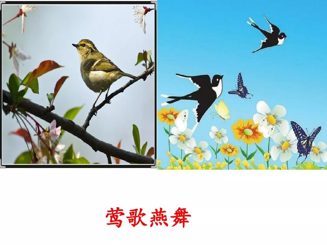 百花齐放百鸟争鸣猜一成语_百花齐放百鸟争鸣图片(2)
